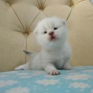 企业图像小鸡导航
